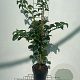 Hydrangea anomala petiolaris 60-80 cm 3,0L
