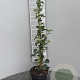 Hydrangea anomala petiolaris 60-80 cm 3,0L