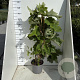 Hydrangea quercifolia 80-100 cm 7,5L