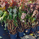 Hydrangea quercifolia 100-125 cm 15L