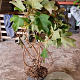 Hydrangea quercifolia 100-125 cm 15L