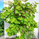 Hydrangea quercifolia 100-125 cm 15L