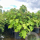 Hydrangea quercifolia 100-125 cm 20L