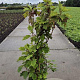 Hydrangea quercifolia 125-150 cm 15L