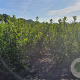 Ilex aquifolium 80-100 cm met kluit