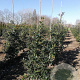 Ilex aquifolium 80-100 cm met kluit