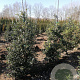 Ilex aquifolium 80-100 cm met kluit