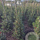 Ilex aq. 'Alaska' 125-150 cm met kluit