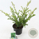 Ilex crenata 'Convexa' 20-30 cm 2,0L