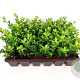 Ilex crenata 'Green Hedge' 15-20 cm P9