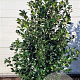 Ilex meserv. Heckenfee 125-150 cm met kluit