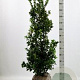 Ilex meserv. Heckenfee 125-150 cm met kluit