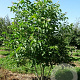Juglans regia 200-250 cm draadkluit meerstammig