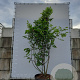 Juglans regia 300-350 cm draadkluit meerstammig
