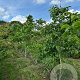 Juglans regia 350-400 cm draadkluit meerstammig