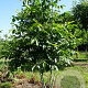Juglans regia 400-450 cm draadkluit meerstammig