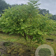 Koelreuteria paniculata 200-250 cm draadkluit meerstammig