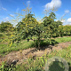 Koelreuteria paniculata 250-300 cm draadkluit meerstammig