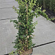 Kolkwitzia amabilis 80-100 cm 10L