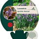 Lavandula ang. 'Munstead' GM P9