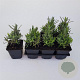 Lavandula ang. 'Munstead' GM P9