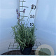 Lavandula ang. 'Munstead' GM 2,0L leverbaar