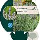 Lavandula int. 'Dutch' GM P9