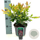 Leucothoe 'Zeblid' 25-30 cm 2,0L