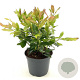 Leucothoe 'Zeblid' 25-30 cm 2,0L