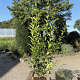 Ligustrum ovalifolium 80-100 cm 2,0L