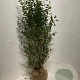 Ligustrum ovalifolium 125-150 cm met kluit
