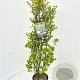 Ligustrum ovalifolium 125-150 cm 10L