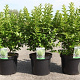 Ligustrum oval. 'Green Diamond' 80-100 cm 10L