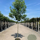 Liquidambar s. 'Worplesdon' 16-18 HO container