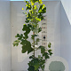Liriodendron tulipifera 150-175 cm 5,0L