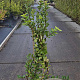 Lonicera fragrantissima 80-100 cm 10L