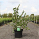 Lonicera fragrantissima 80-100 cm 10L