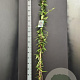Lonicera henryi 175-200 cm 7,5L
