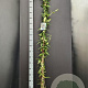 Lonicera henryi 175-200 cm 7,5L
