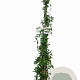 Lonicera henryi 175-200 cm 7,5L
