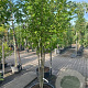 Magnolia kobus 200-250 cm container meerstammig