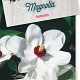 Magnolia sieboldii 80-100 cm 10L