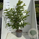 Magnolia soulangeana 80-100 cm 7,5L
