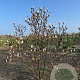 Magnolia soulangeana 200-250 cm draadkluit meerstammig