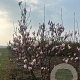 Magnolia soulangeana 200-250 cm draadkluit meerstammig