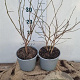 Magnolia stellata 30-40 cm 3,0L