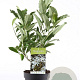 Magnolia stellata 40-50 cm 3,0L