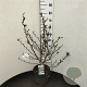 Magnolia stellata 60-80 cm 7,5L