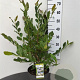 Magnolia stellata 60-80 cm 7,5L