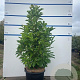 Magnolia 'Susan' 80-100 cm 20L